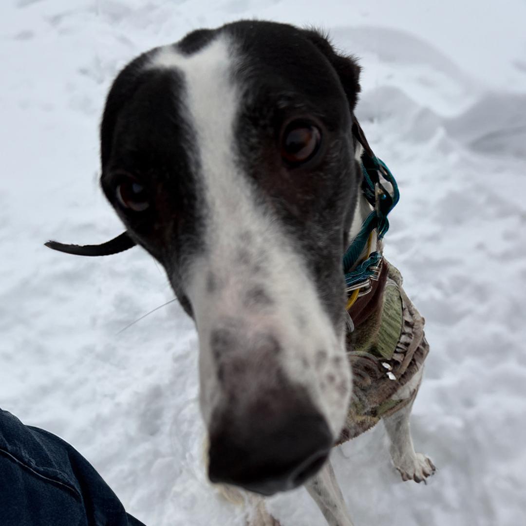 Enlarge Justice, a Adopted Greyhound in Orange, CT image 3/3