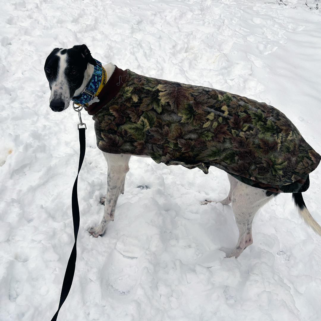 Enlarge Justice, a Adopted Greyhound in Orange, CT image 2/3