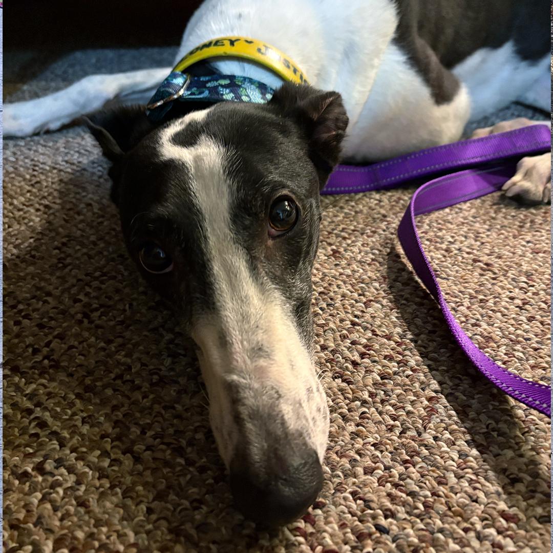 Enlarge Justice, a Adopted Greyhound in Orange, CT image 1/3