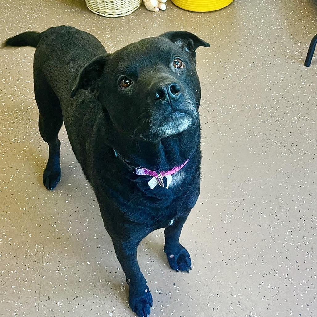 Gentry, Adoptable, Adult Male Black Labrador Retriever & Mixed Breed.