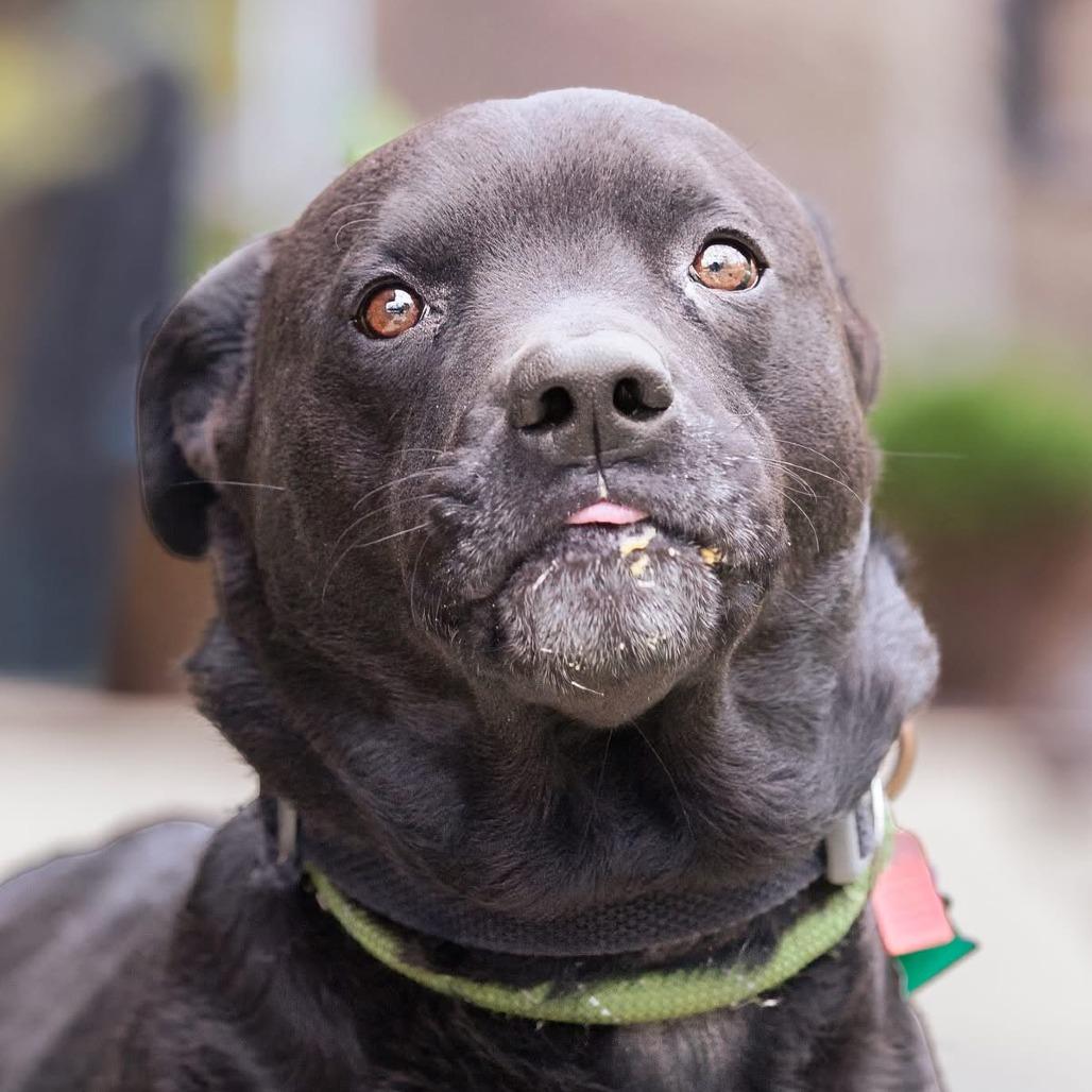 Enlarge Gentry, a Adoptable mixed breed in Belleville, IL image 2/6