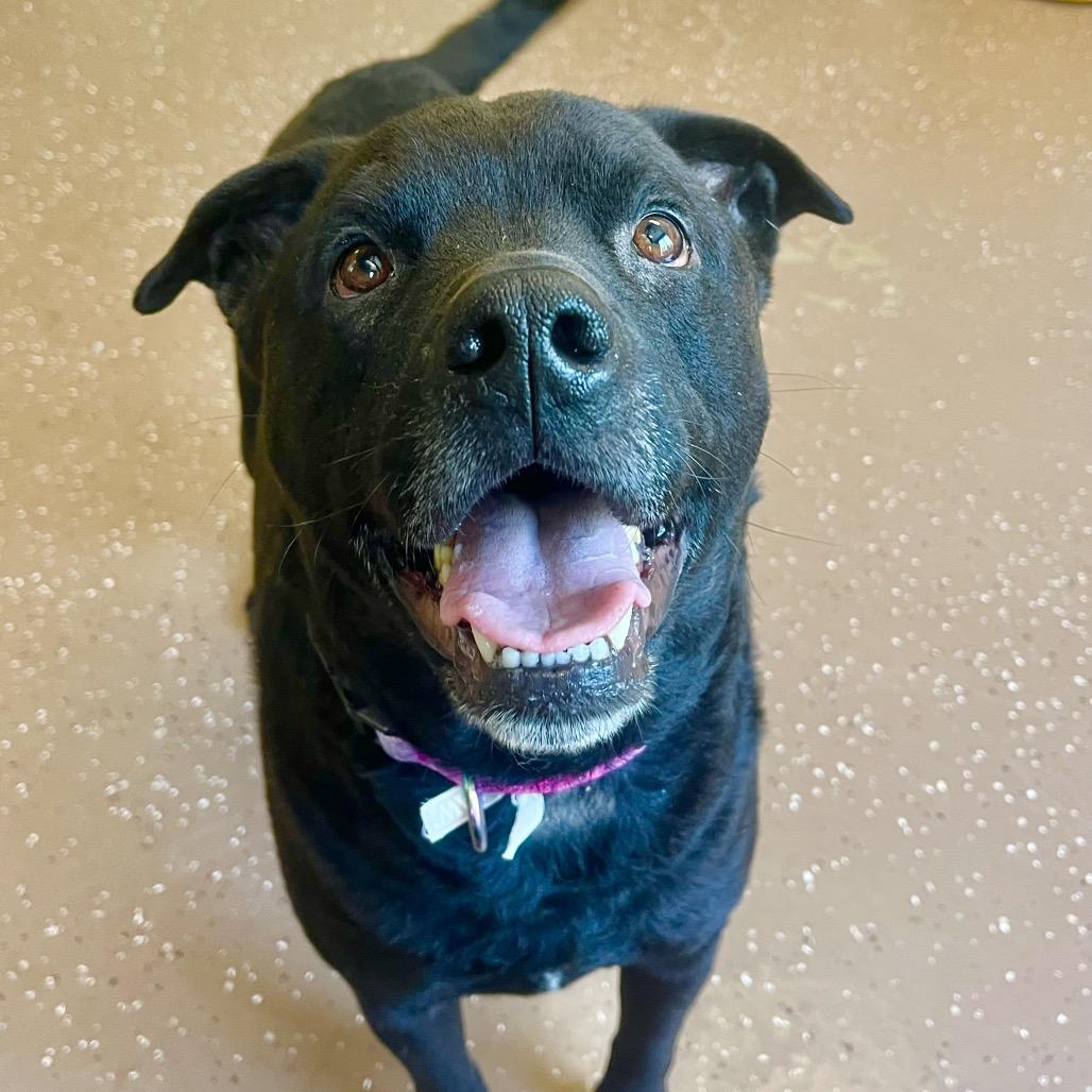 Enlarge Gentry, a Adoptable mixed breed in Belleville, IL image 3/6