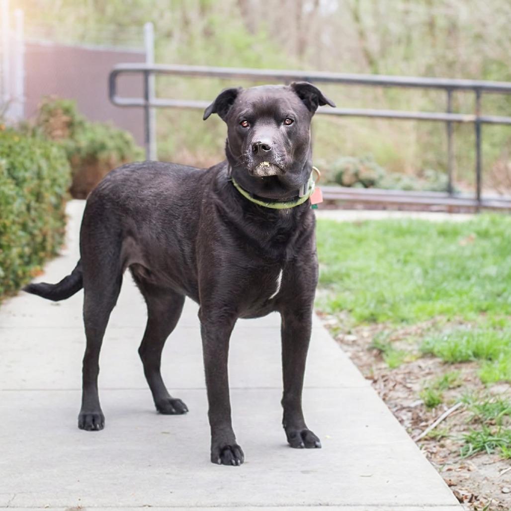 Enlarge Gentry, a Adoptable mixed breed in Belleville, IL image 4/6