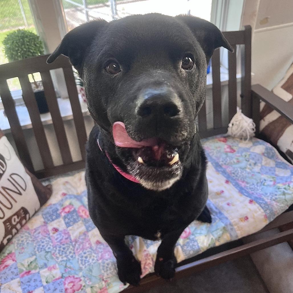 Enlarge Gentry, a Adoptable mixed breed in Belleville, IL image 5/6