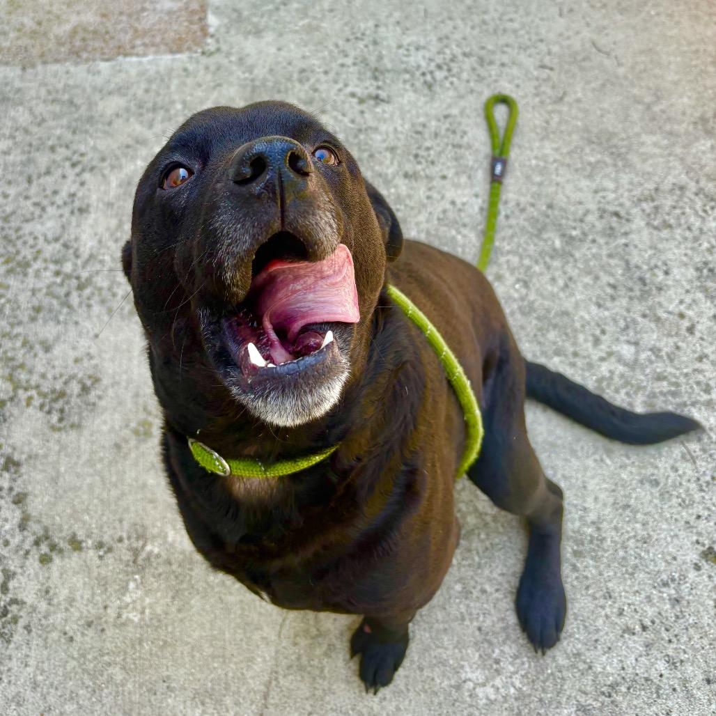 Enlarge Gentry, a Adoptable mixed breed in Belleville, IL image 6/6