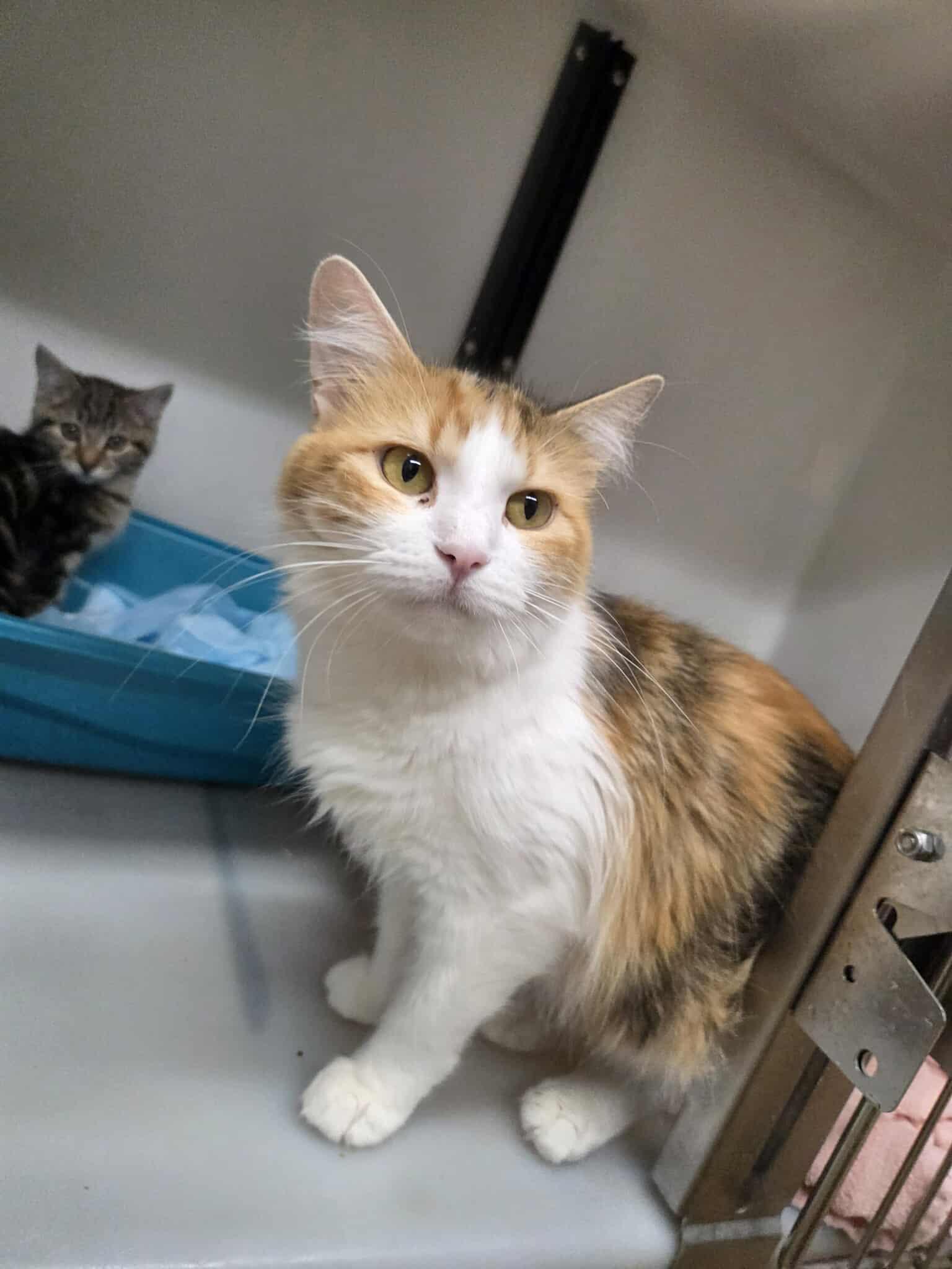 Sugar, an adoptable Domestic Long Hair in Roosevelt, UT, 84066 | Photo Image 2