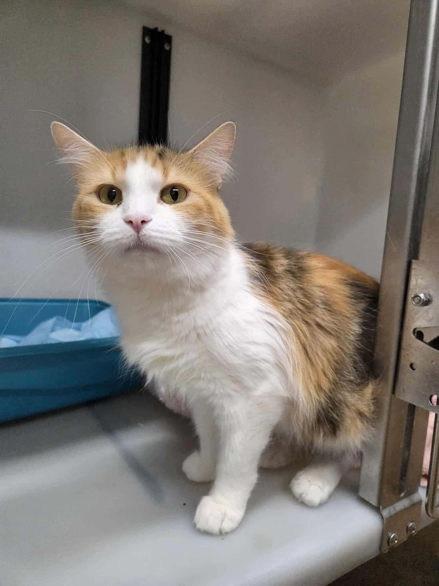 Sugar, an adoptable Domestic Long Hair in Roosevelt, UT, 84066 | Photo Image 1