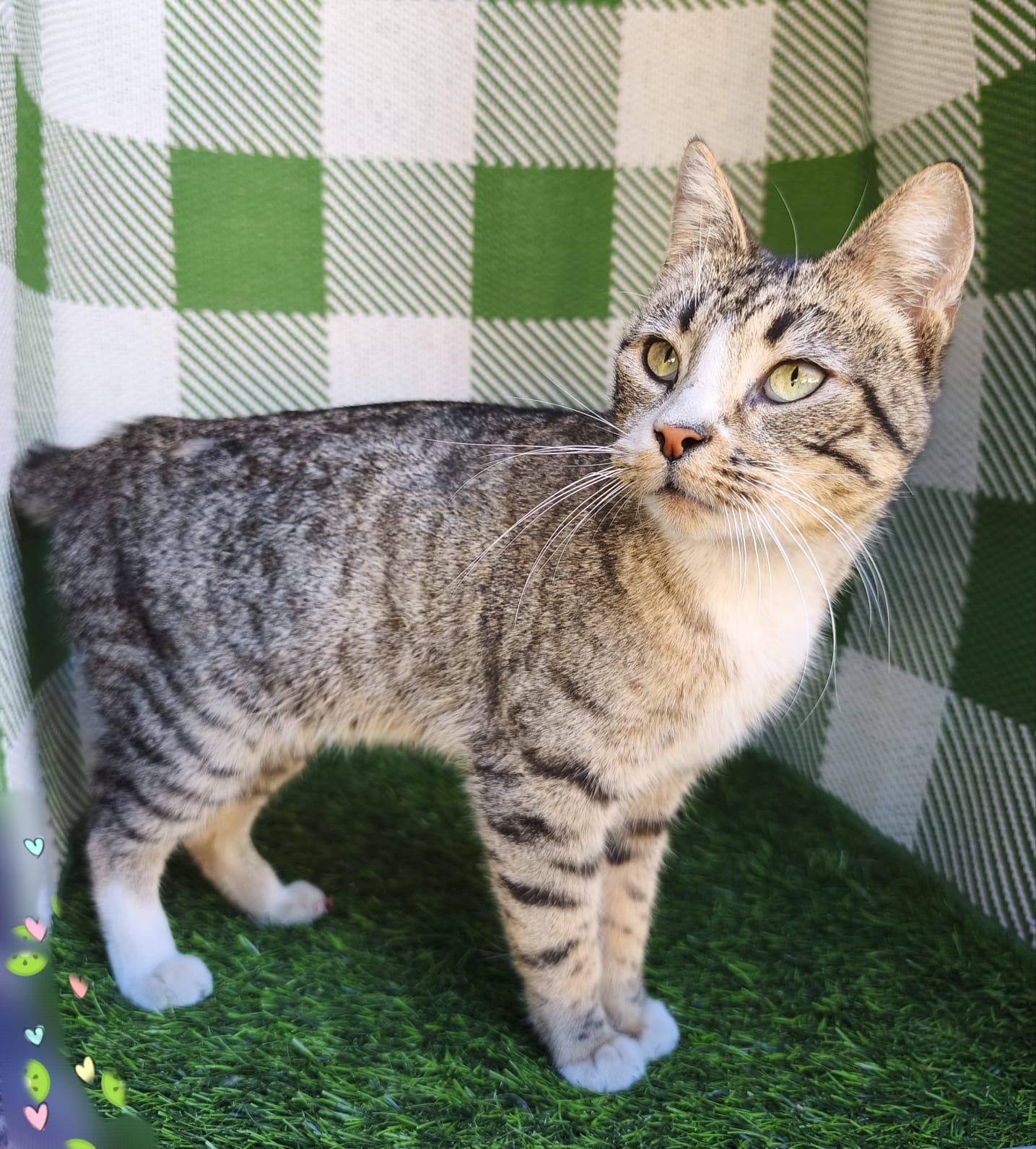Gladys, an adopted Domestic Short Hair in San Diego, CA image 4/6