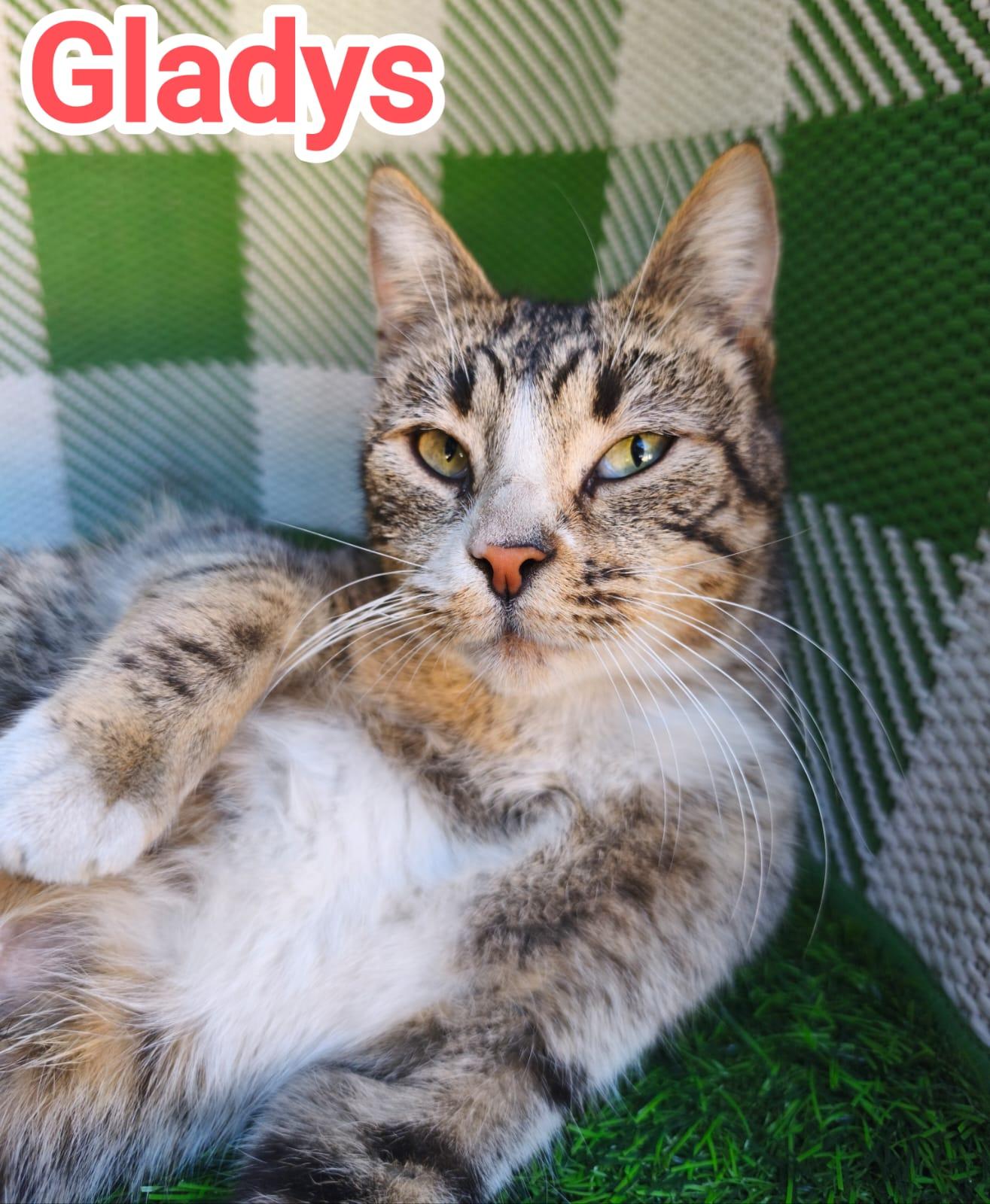 Gladys, adopted, Young Female Domestic Short Hair.