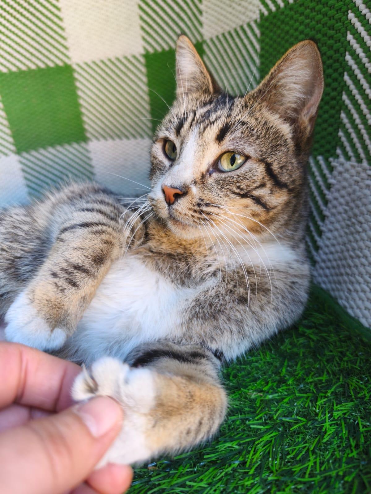 Gladys, an adopted Domestic Short Hair in San Diego, CA image 6/6