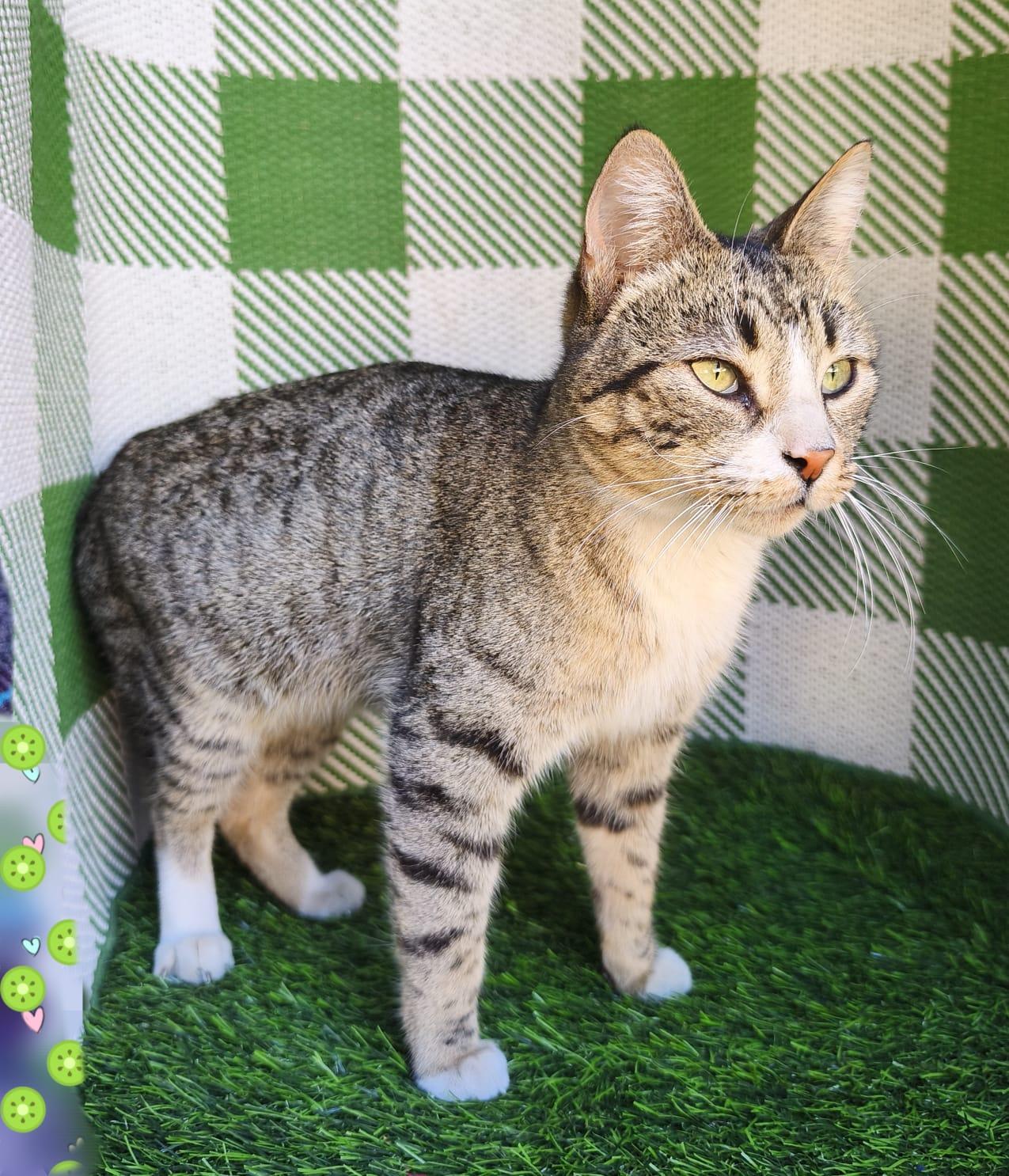 Gladys, an adopted Domestic Short Hair in San Diego, CA image 5/6