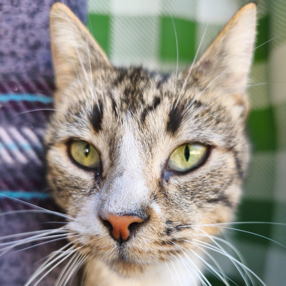 Gladys, an adopted Domestic Short Hair in San Diego, CA image 3/6