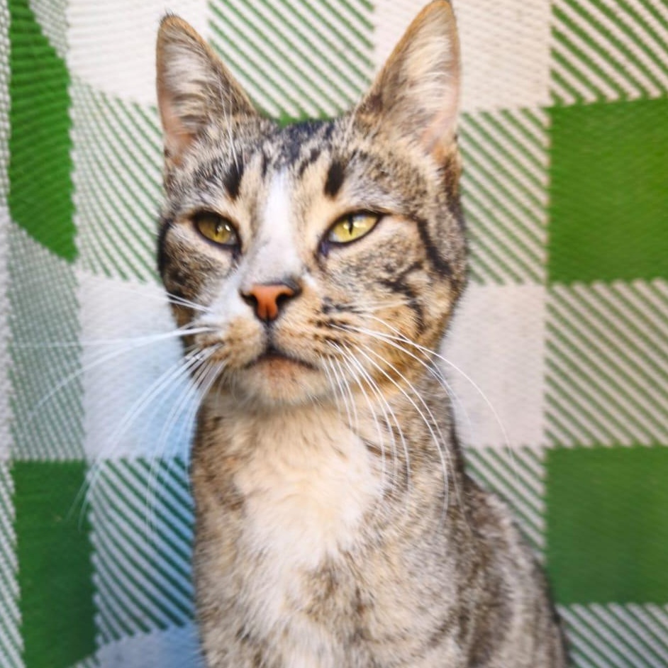 Gladys, an adopted Domestic Short Hair in San Diego, CA image 2/6