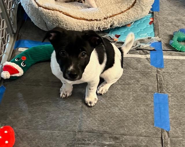 Nando, a Adopted mixed breed in Manteca, CA image 1/6