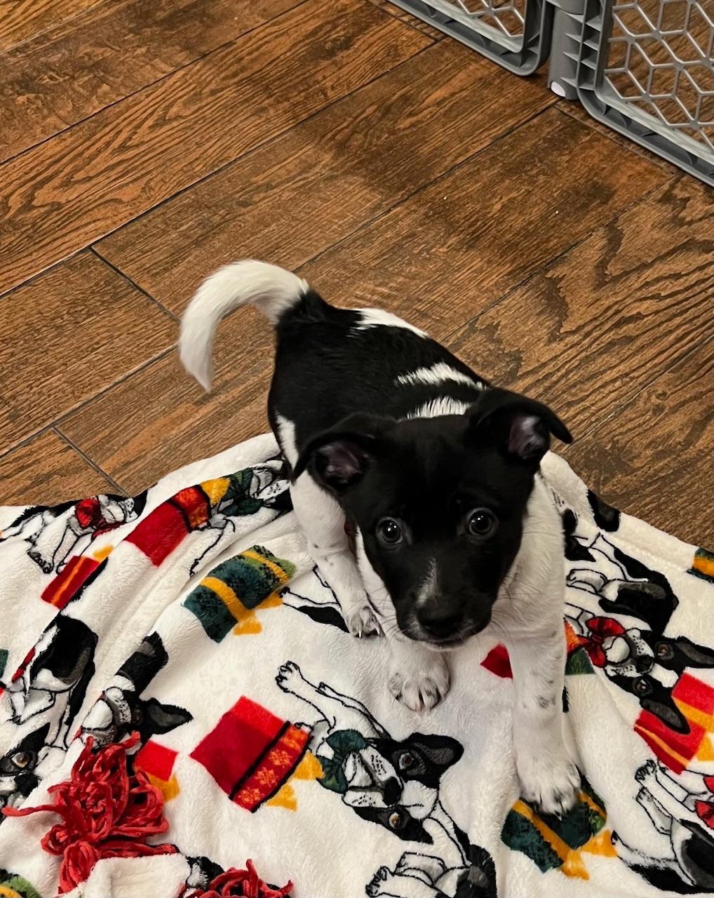 Nando, a Adopted mixed breed in Manteca, CA image 2/6