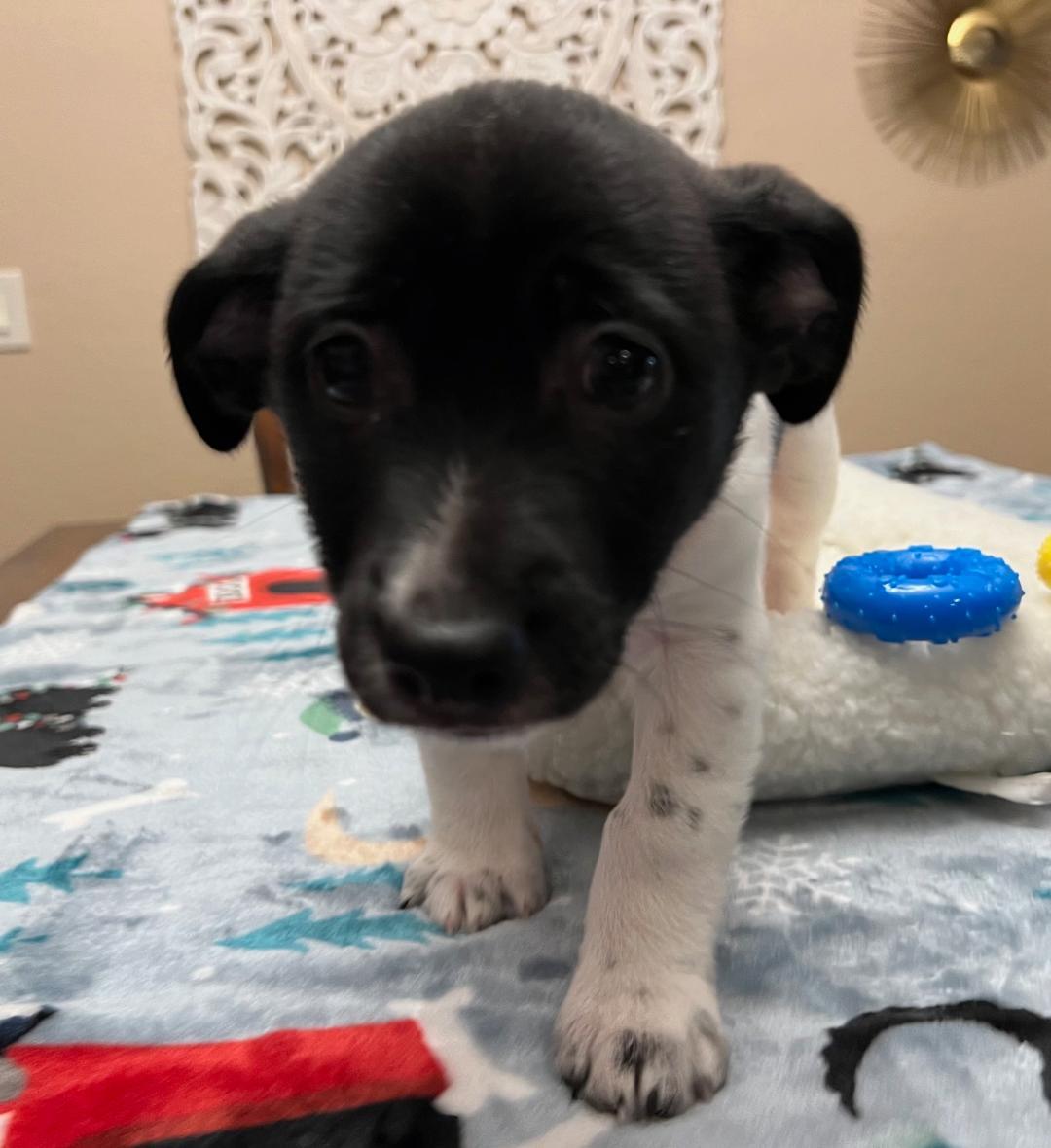Nando, a Adopted mixed breed in Manteca, CA image 3/6