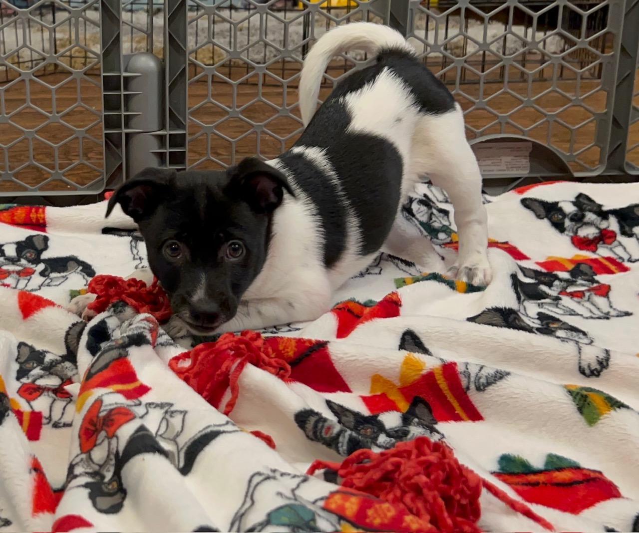 Nando, a Adopted mixed breed in Manteca, CA image 4/6