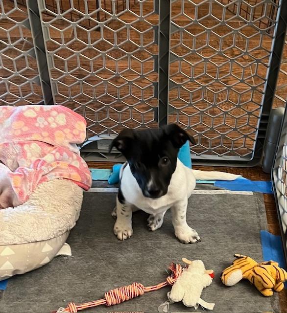 Nando, a Adopted mixed breed in Manteca, CA image 5/6