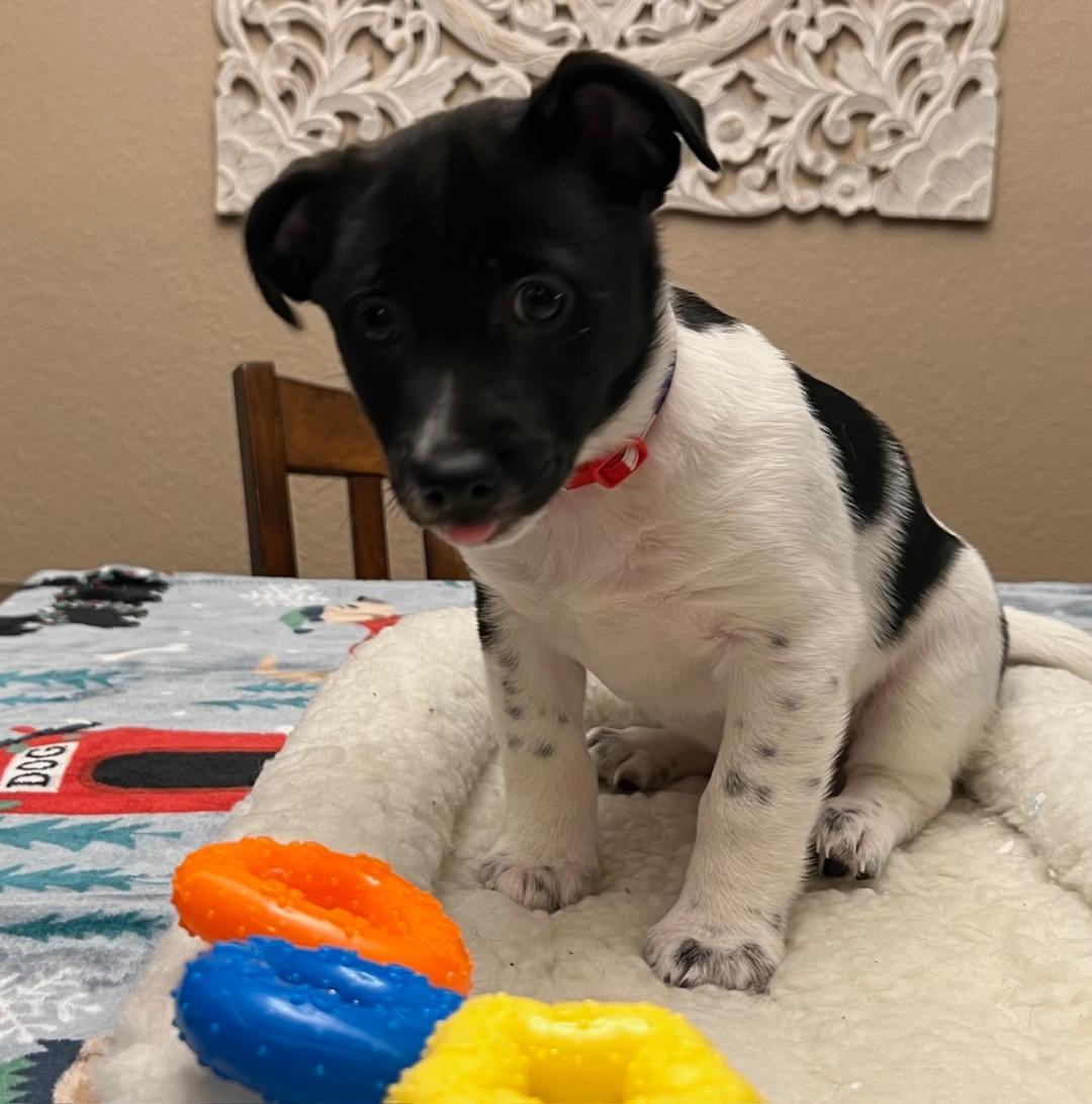 Nando, a Adopted mixed breed in Manteca, CA image 6/6