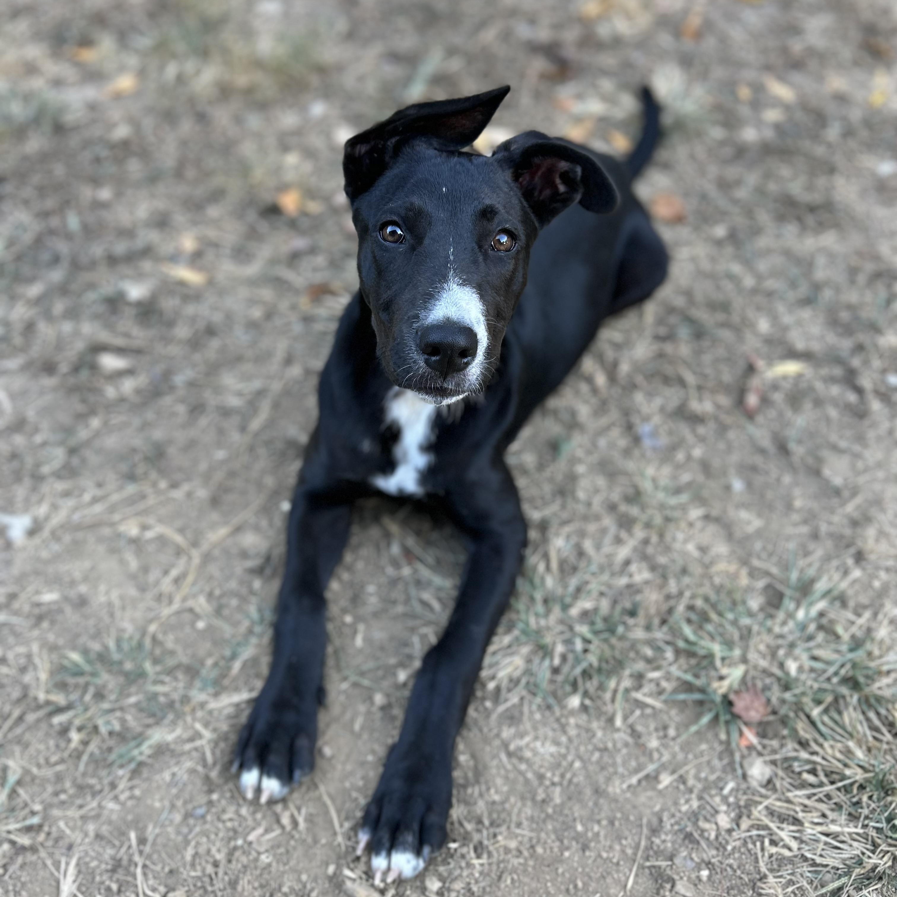Enlarge Glory, a Adoptable mixed breed in Spring hill, TN image 4/6