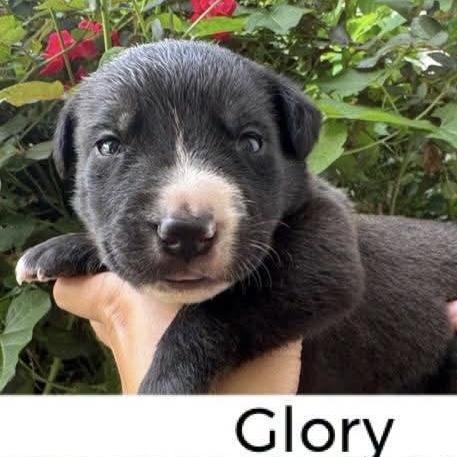 Glory, a ADOPTABLE mixed breed in Spring hill, TN image 4/4