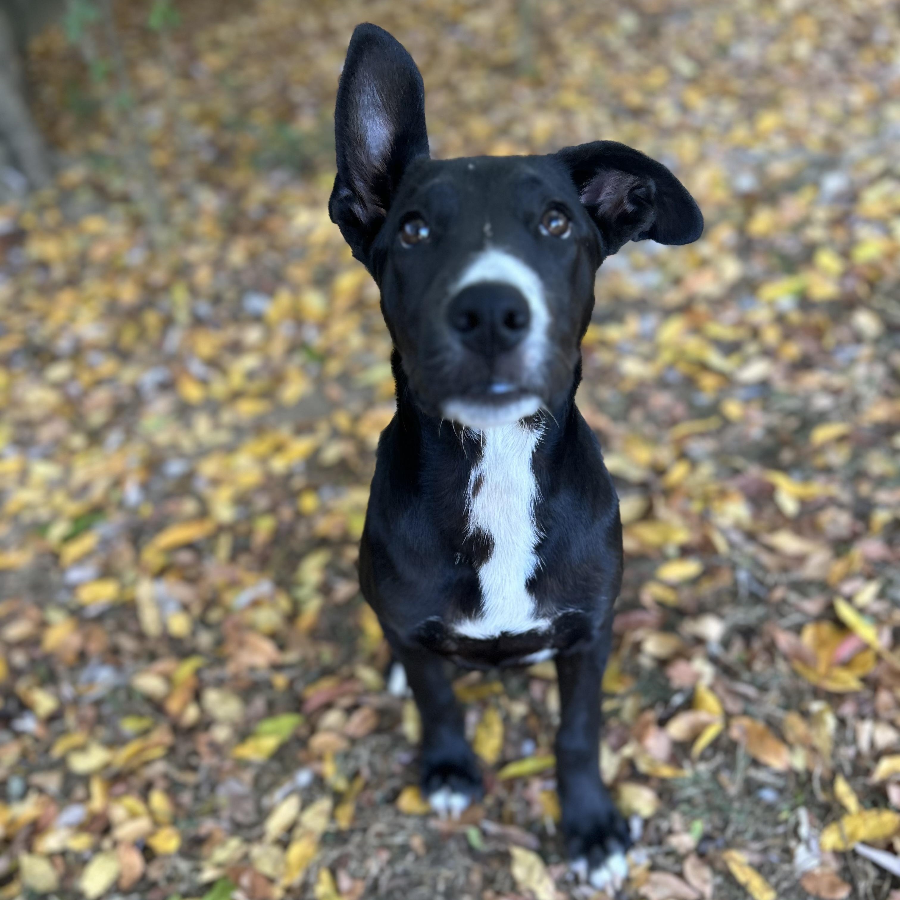 Enlarge Glory, a Adoptable mixed breed in Spring hill, TN image 6/6