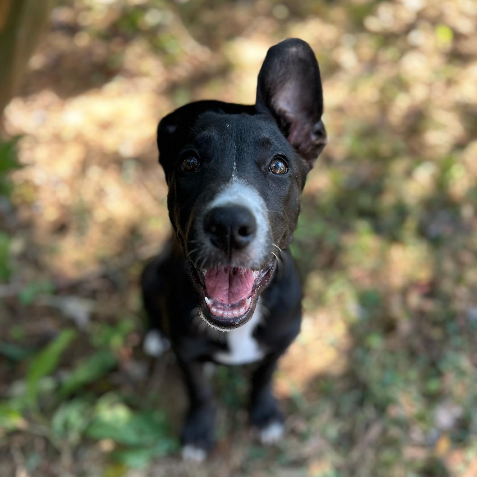 Enlarge Glory, a Adoptable mixed breed in Spring hill, TN image 2/6