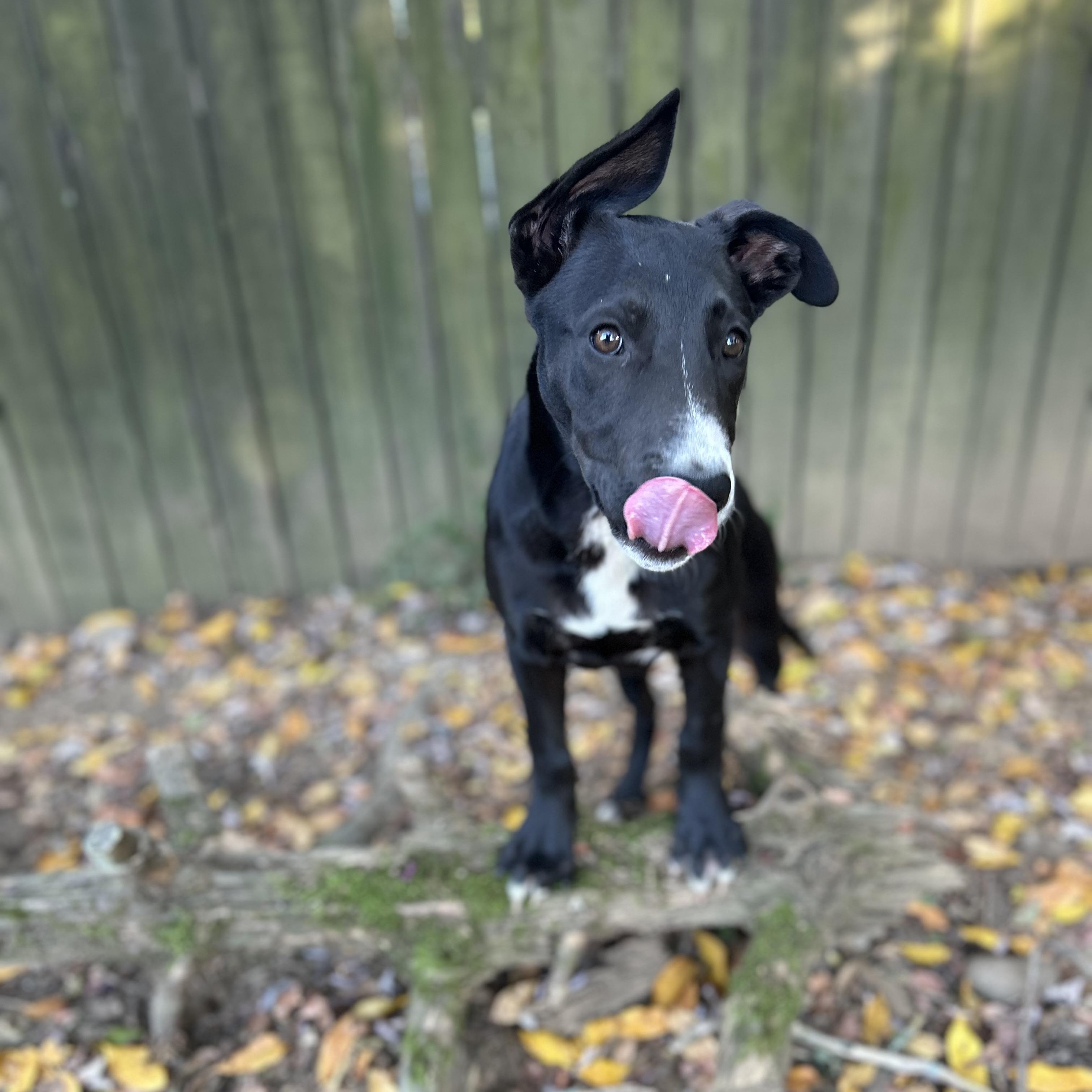 Enlarge Glory, a Adoptable mixed breed in Spring hill, TN image 3/6