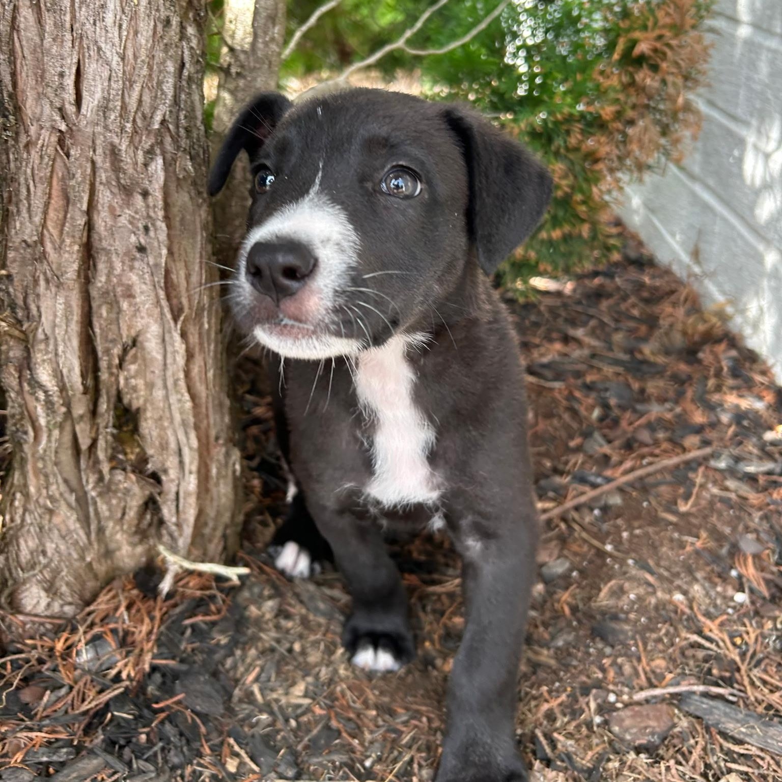 Glory, a ADOPTABLE mixed breed in Spring hill, TN image 1/4