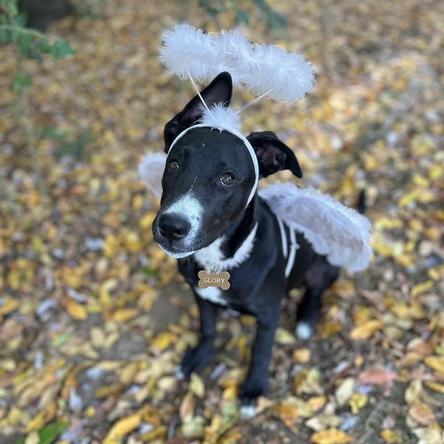 Enlarge Glory, a Adoptable mixed breed in Spring hill, TN image 1/6