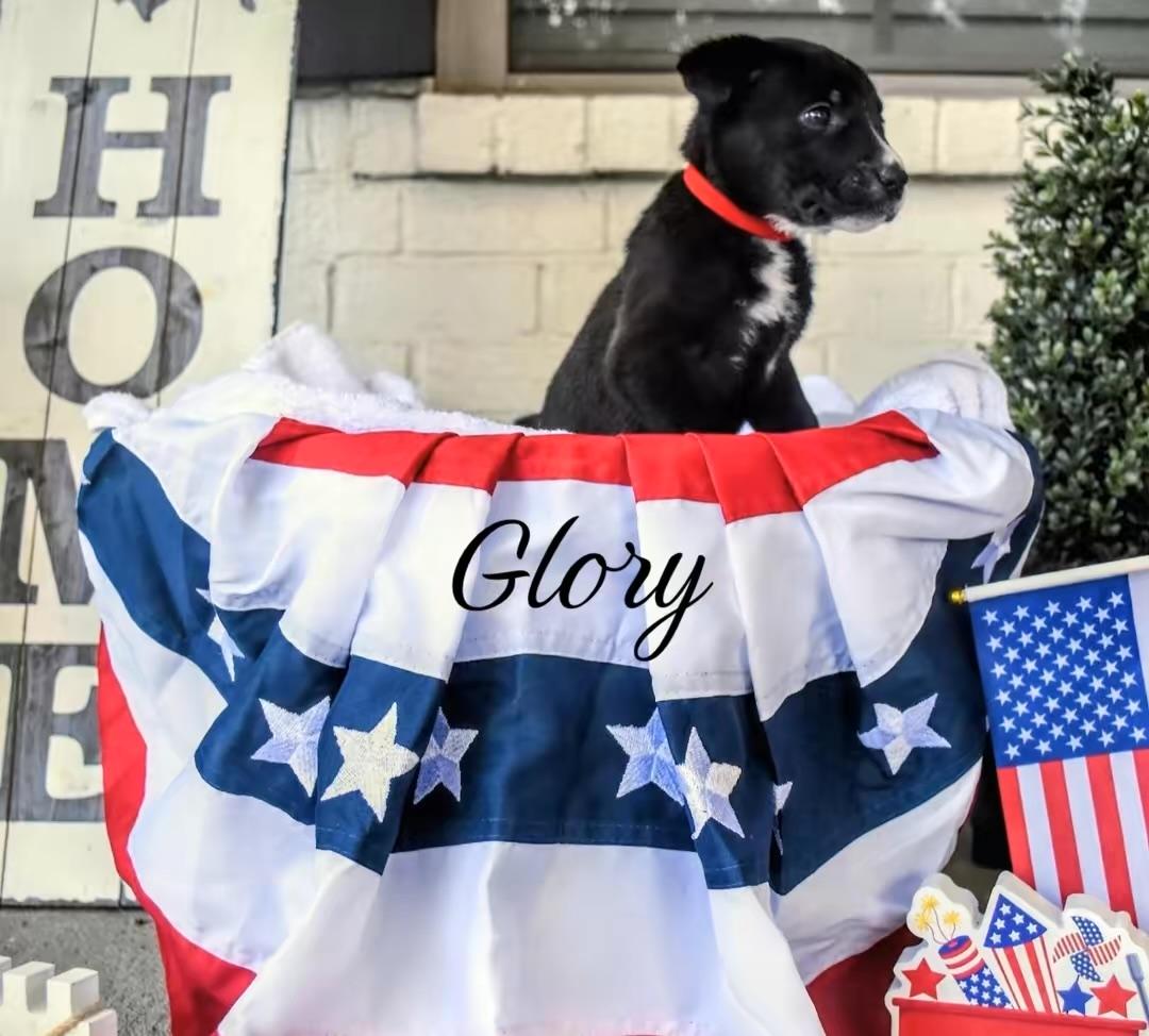 Glory, a ADOPTABLE mixed breed in Spring hill, TN image 3/4