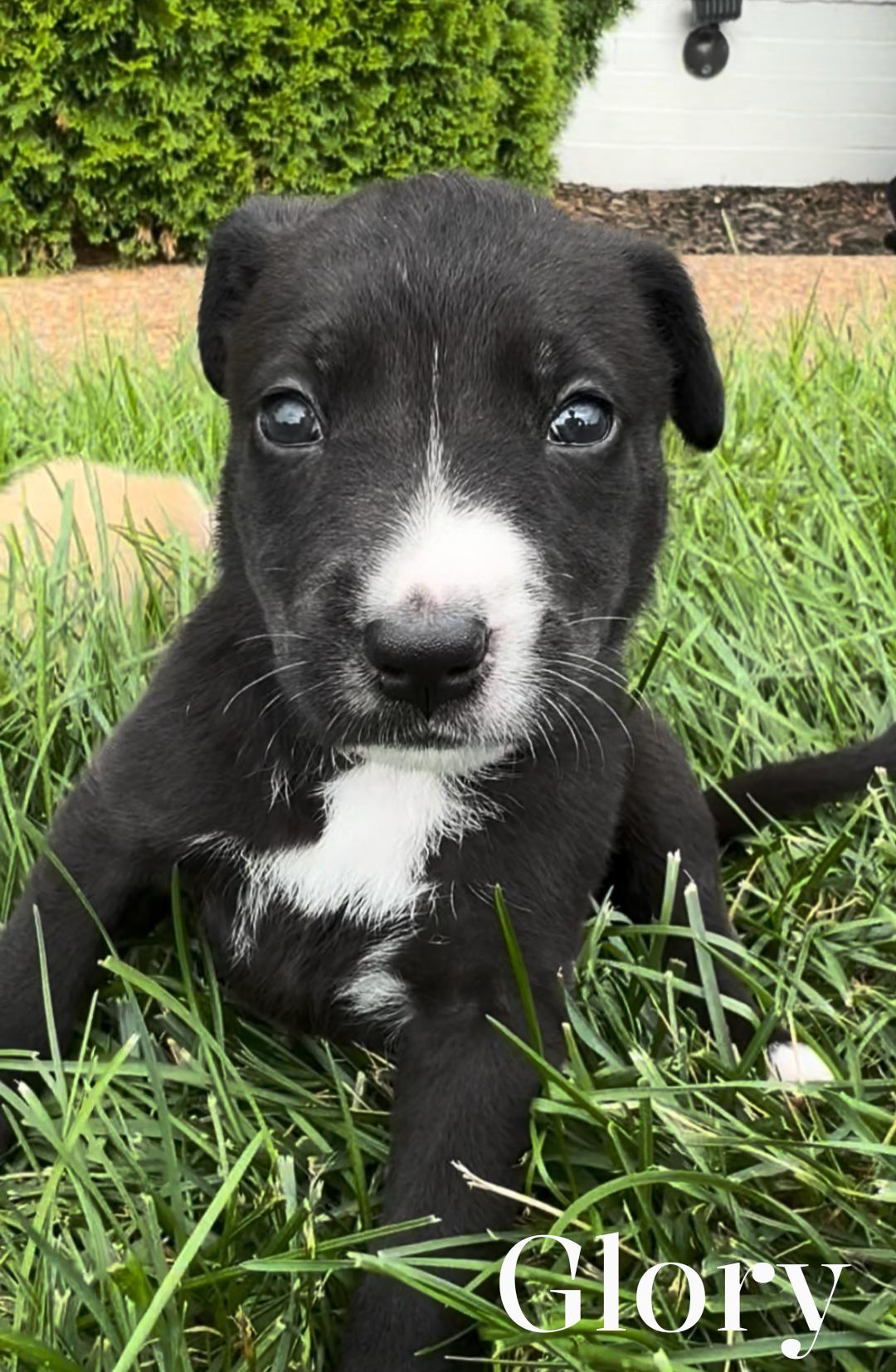 Glory, a ADOPTABLE mixed breed in Spring hill, TN image 2/4