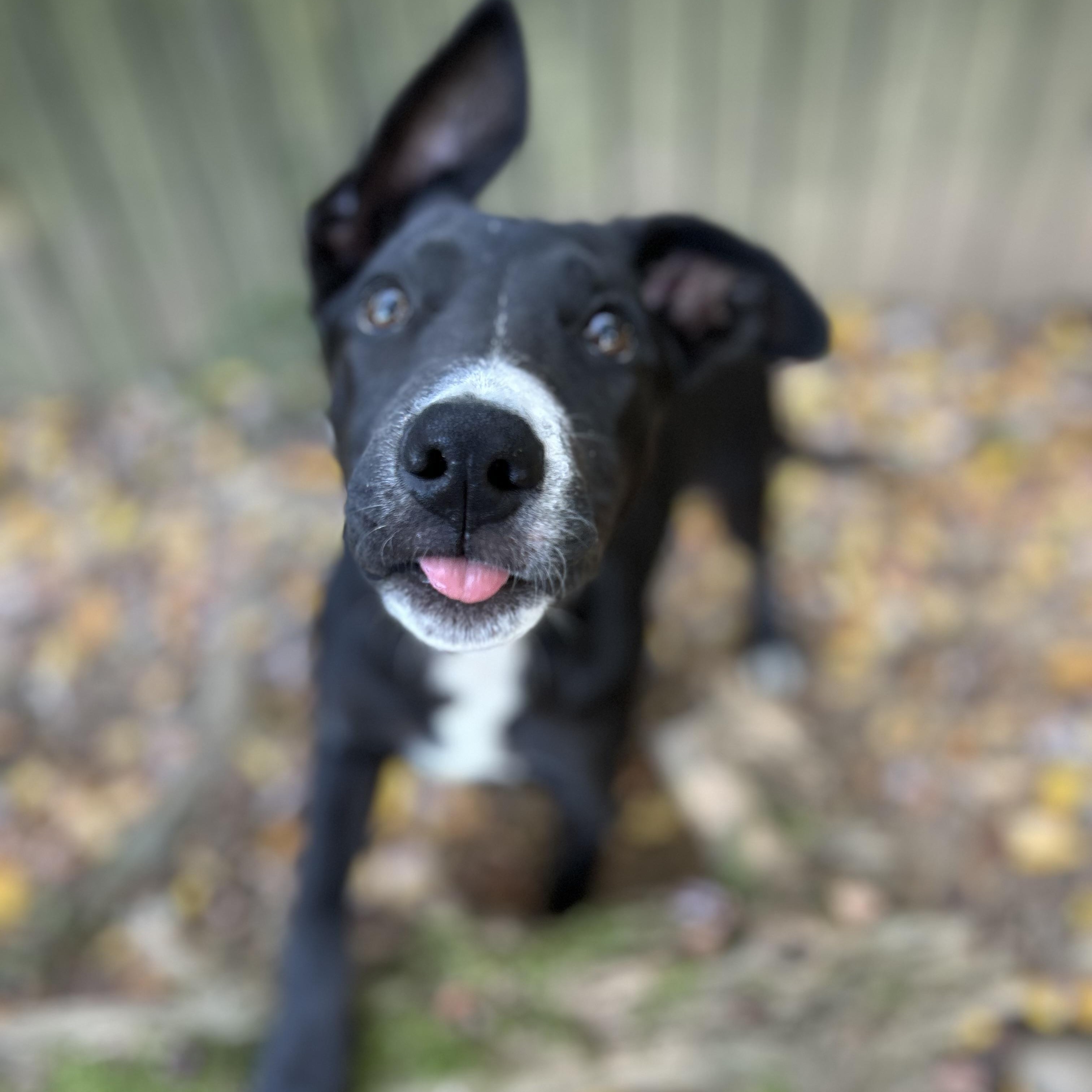Enlarge Glory, a Adoptable mixed breed in Spring hill, TN image 5/6