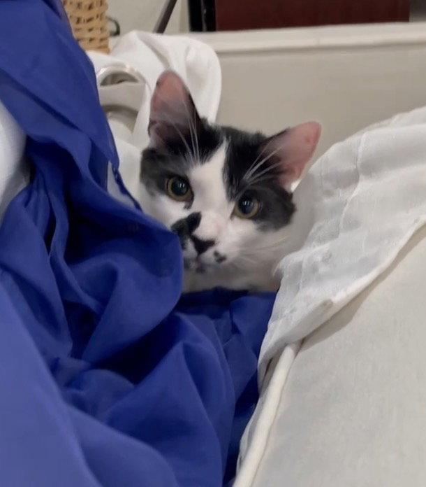 Enlarge Jules, a Adoptable Domestic Short Hair in Riverside, CA image 3/3