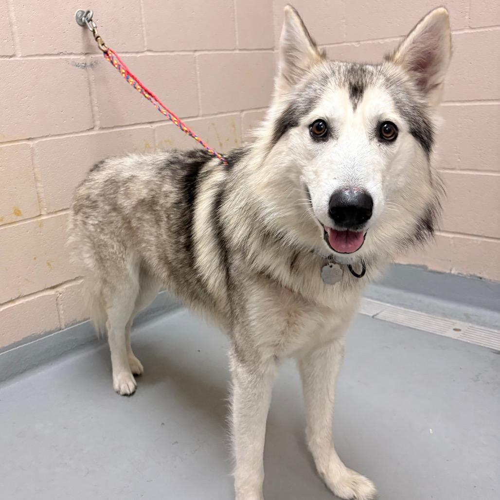 Kabuto, Adoptable, Adult Male Husky.