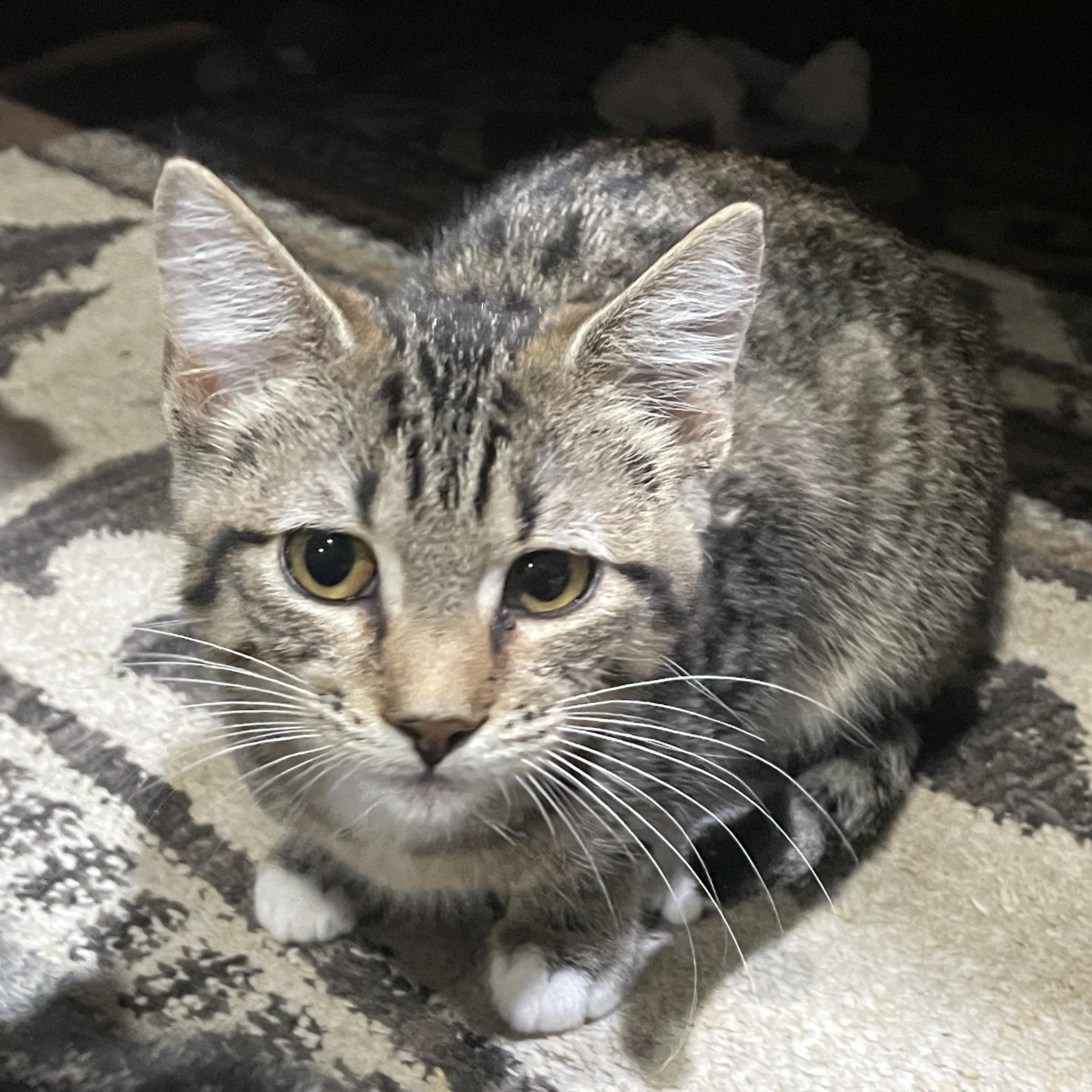 Enlarge Goldberry, a ADOPTABLE Domestic Short Hair in Bentonville, AR image 1/1