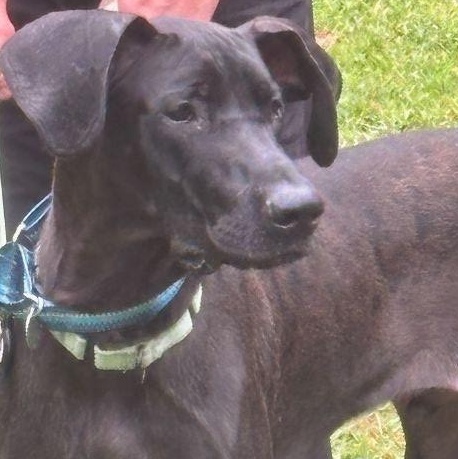 Faith, Adoptable, Young Male Great Dane.