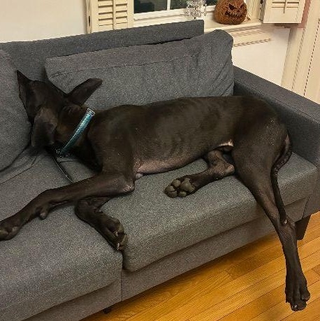 Faith, a Adoptable Great Dane in Pine Beach, NJ image 2/6