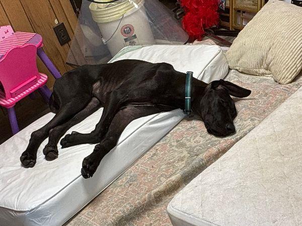 Faith, a Adoptable Great Dane in Pine Beach, NJ image 3/6