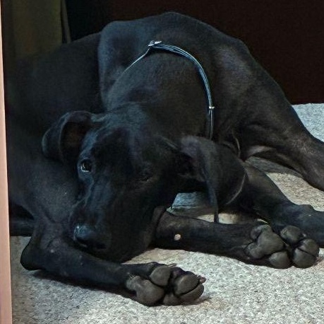 Faith, a Adoptable Great Dane in Pine Beach, NJ image 4/6