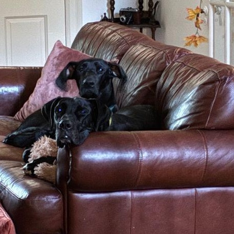 Faith, a Adoptable Great Dane in Pine Beach, NJ image 5/6