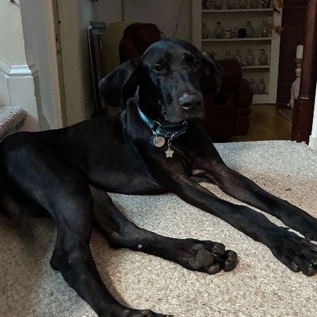 Faith, a Adoptable Great Dane in Pine Beach, NJ image 6/6