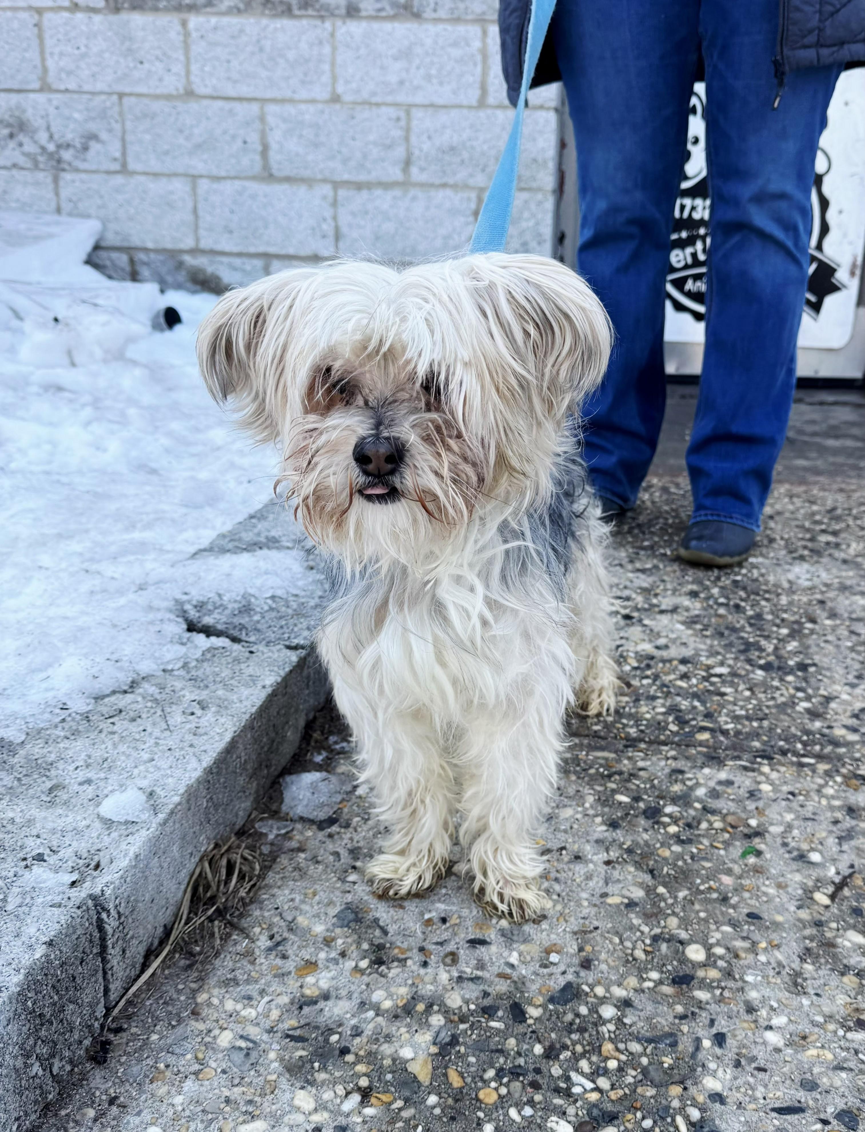 Roli, adopted, Adult Male Yorkshire Terrier.