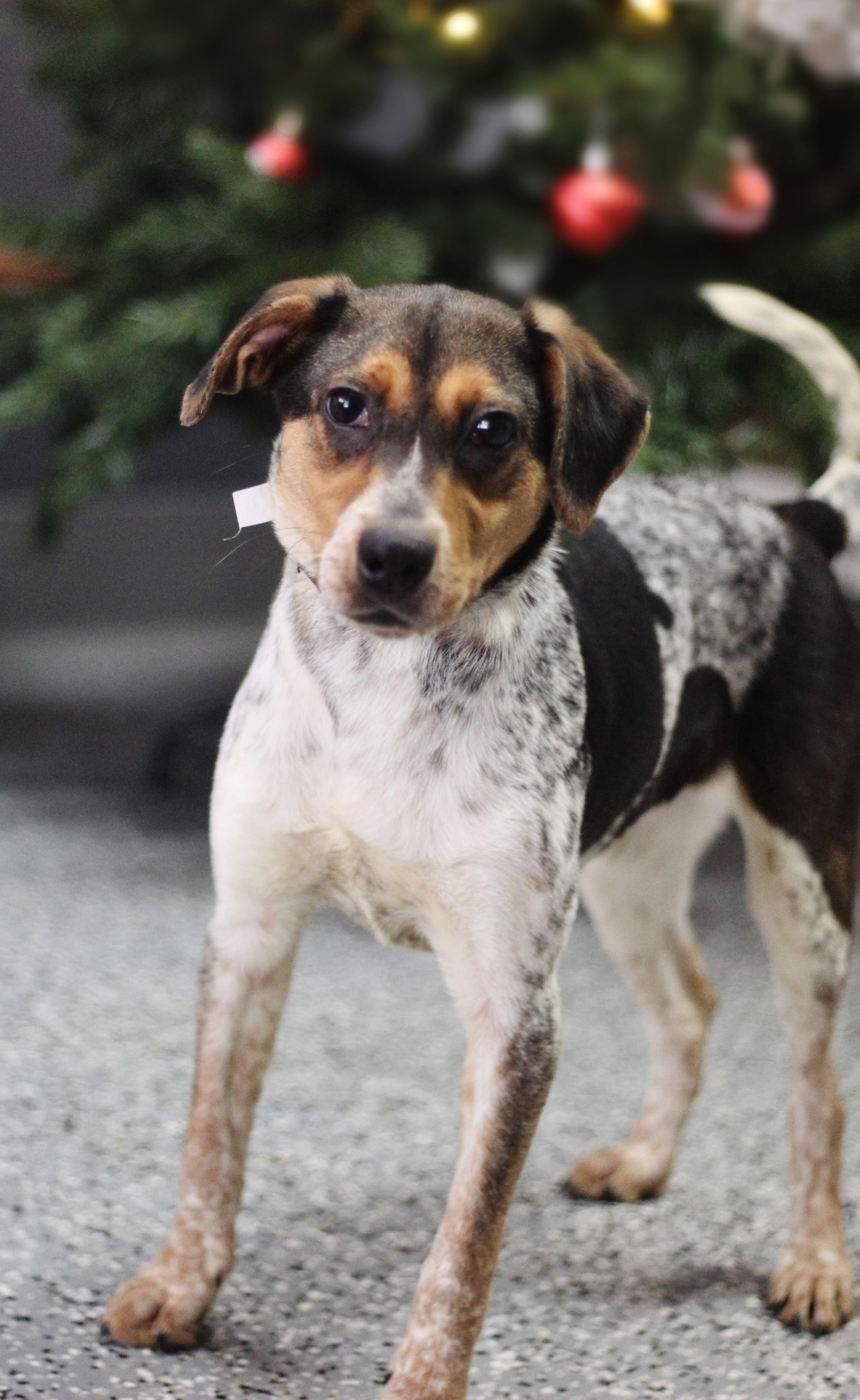 Enlarge Audrey in NH! Come Meet our Adoptable Dogs Wednesday-Saturday. More info in Bio! , a ADOPTABLE mixed breed in Manchester, NH image 1/1