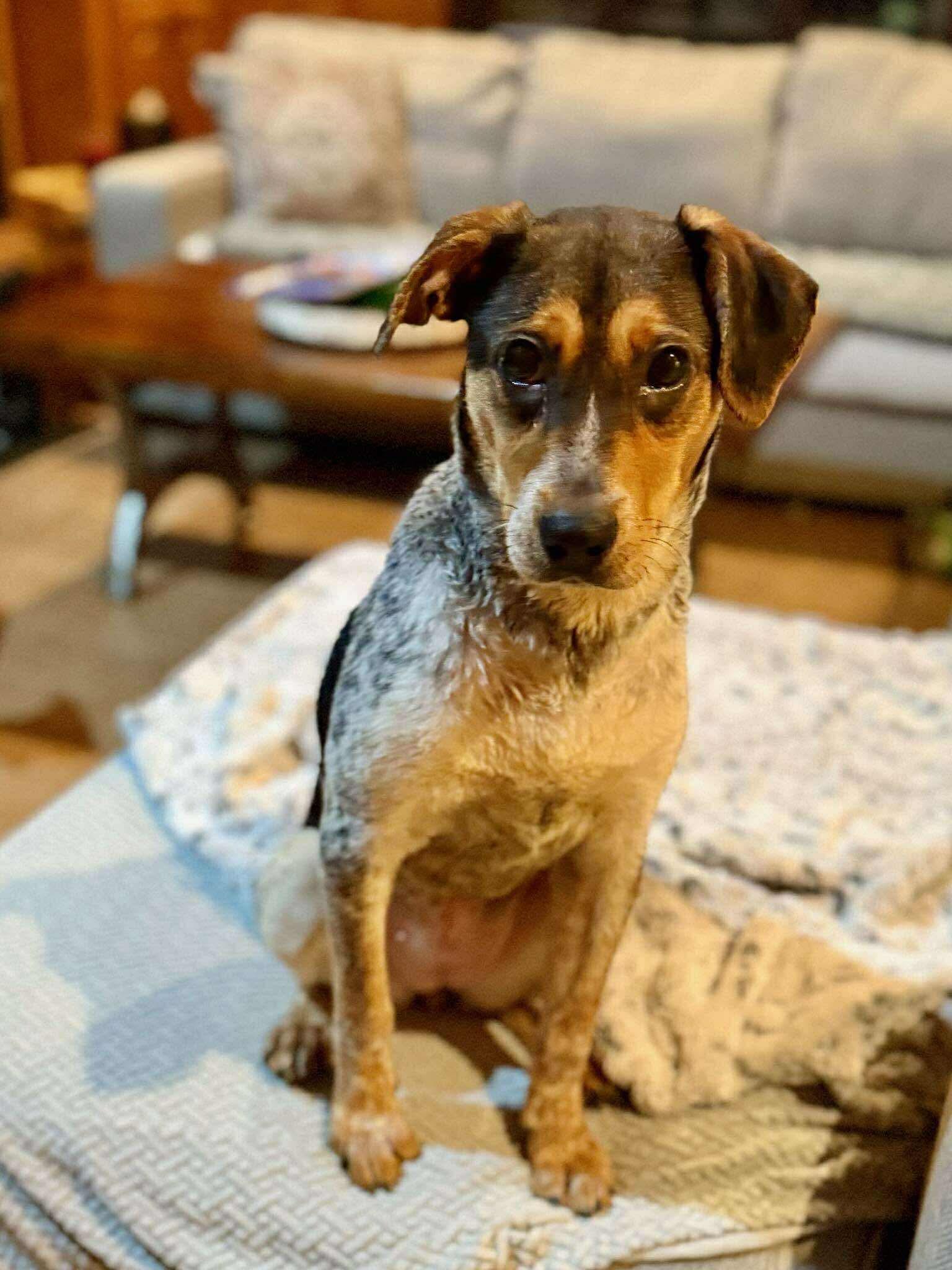 Audrey in NH! Come Meet our Adoptable Dogs Wednesday-Saturday. More info in Bio! , ADOPTABLE, Young Female Cattle Dog.