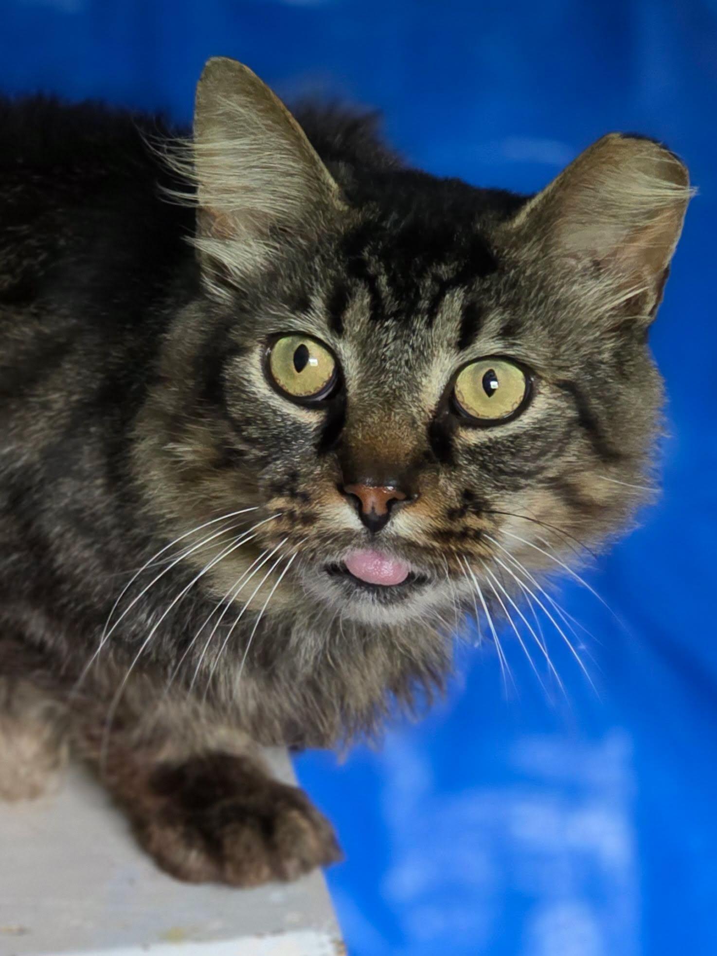 Giles, an adopted Domestic Medium Hair in Johnson City, TN image 1/2