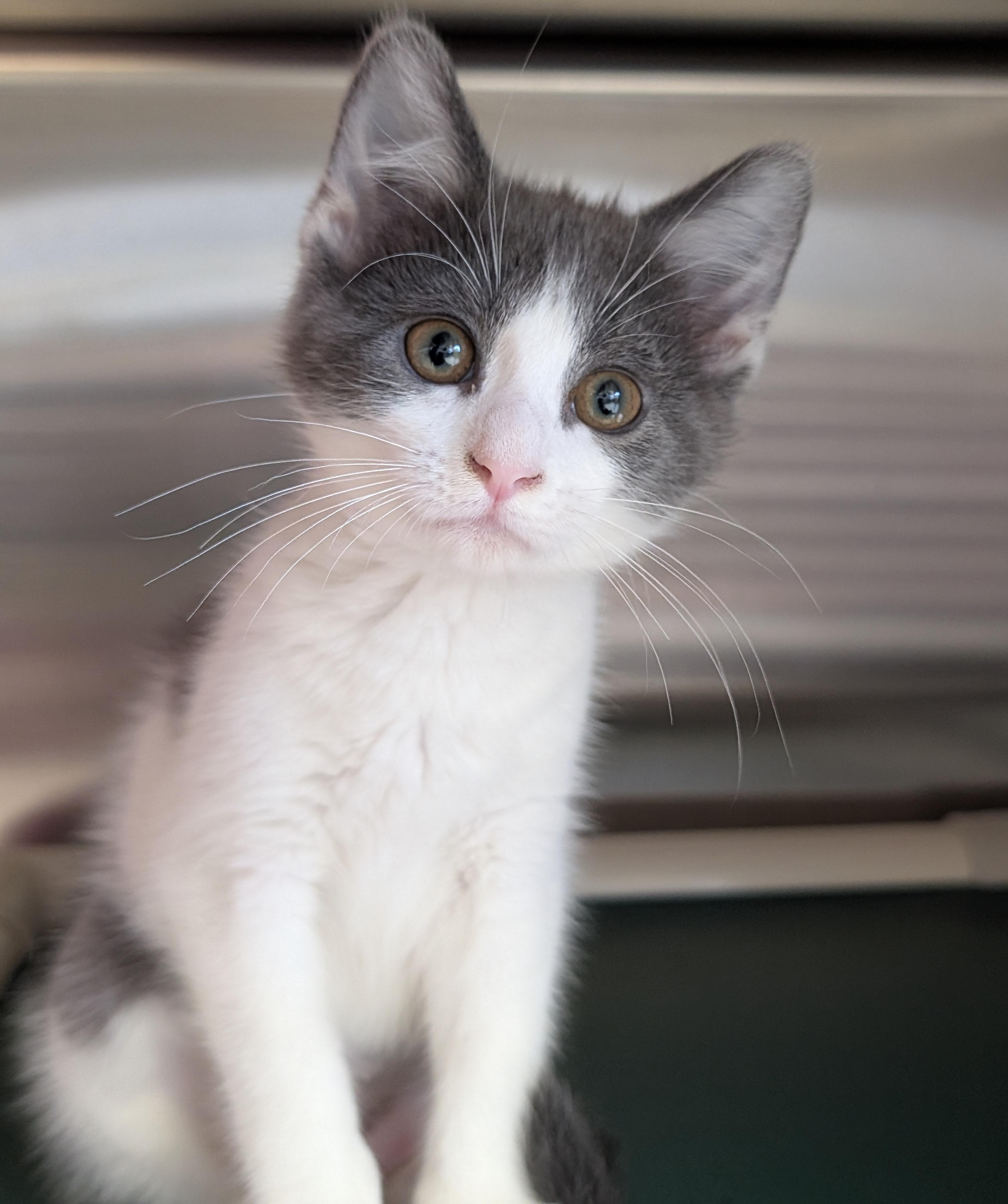 Enlarge Soy Sauce, a Adopted Domestic Short Hair in Jefferson, WI image 2/2