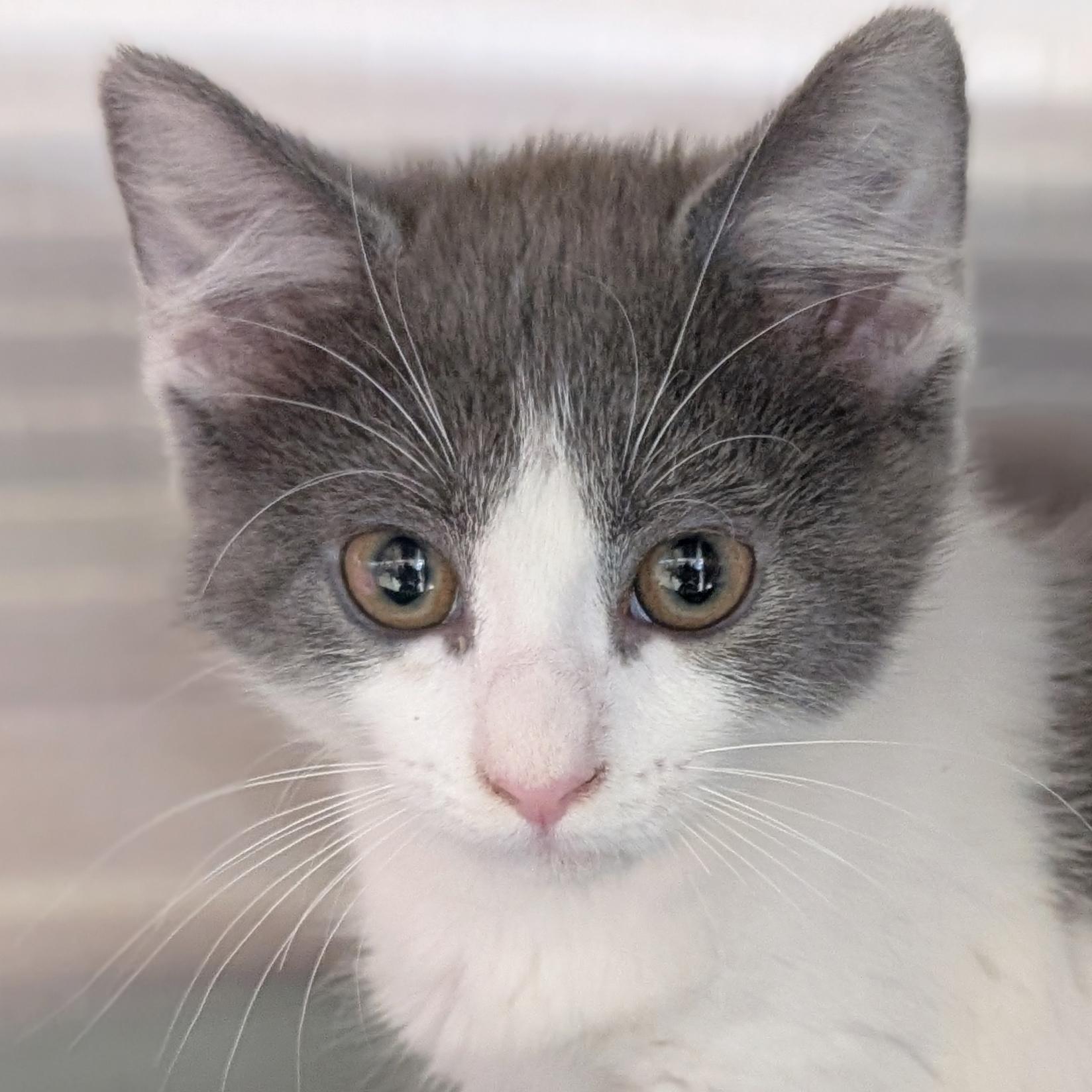 Soy Sauce, Adopted, Kitten Female Domestic Short Hair.