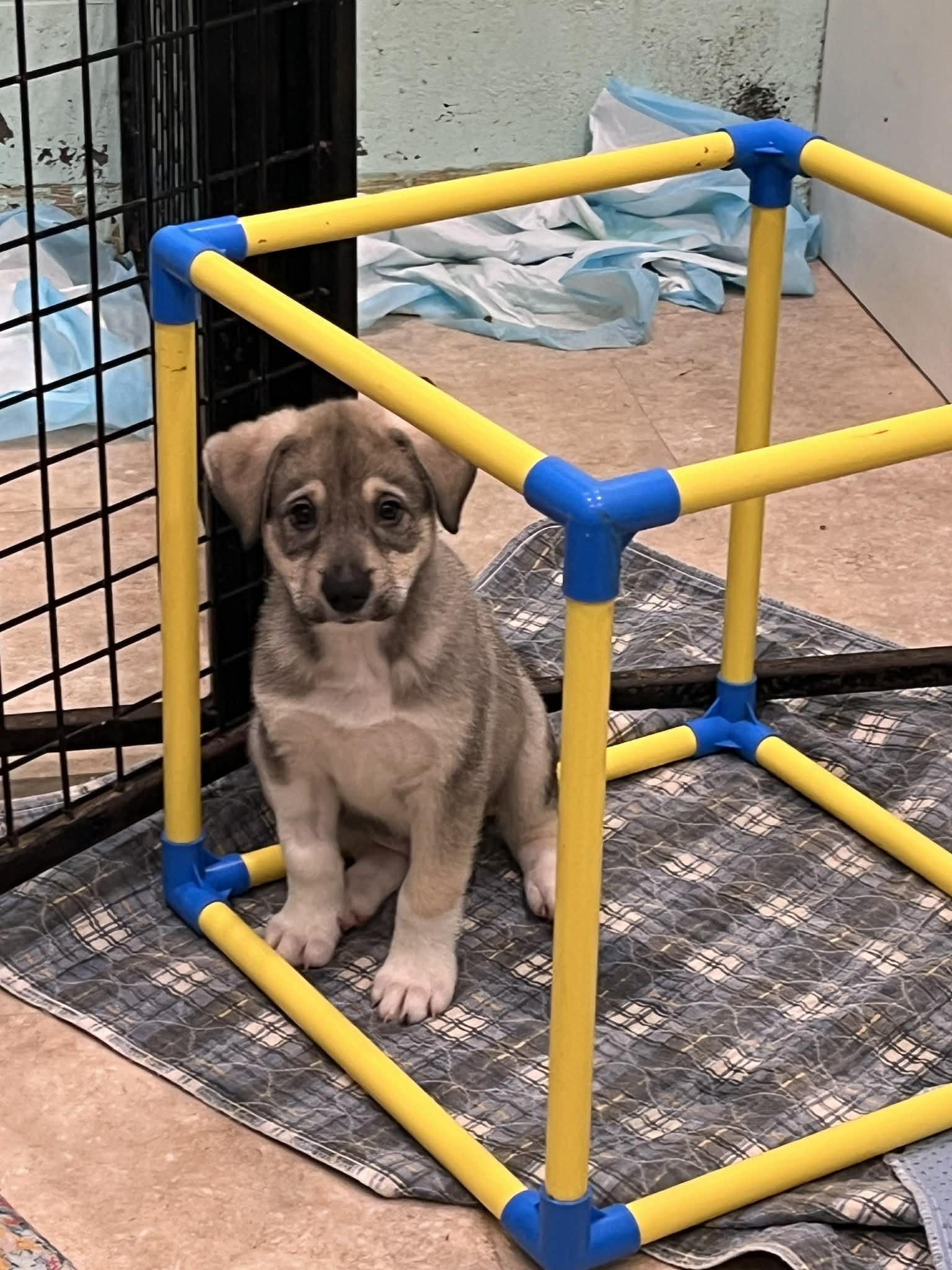 Bellagio , Adoptable, Puppy Male German Shepherd Dog & Husky.