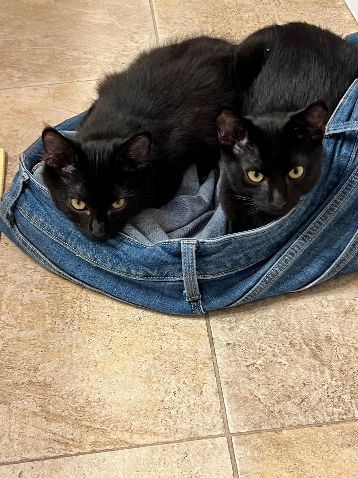 CHASE (GOES WITH WHISKEY), a Adoptable mixed breed in Manhattan Beach, CA image 3/4